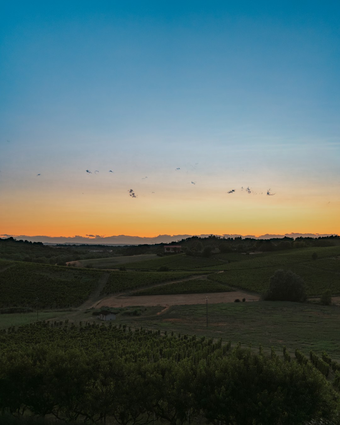 Cascina piemontese tra i vigneti delle Langhe al tramonto dorato